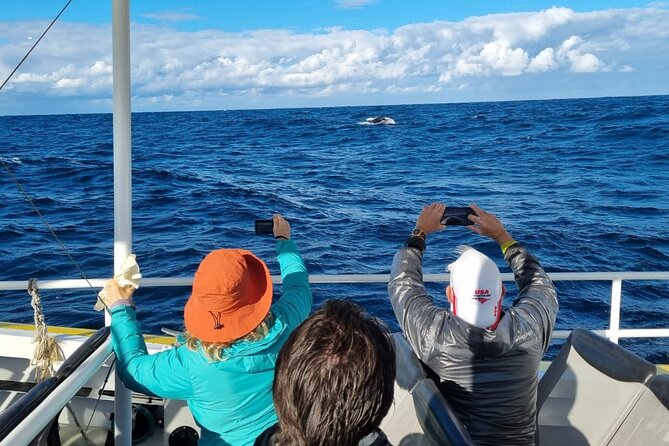 Whale Watching Sydney - Is $61.09 good value?