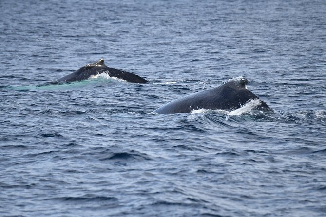 Whale Watching Sydney - Who will enjoy this cruise most?