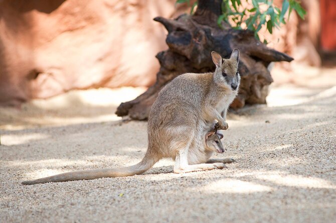 WILD LIFE Sydney Entrance Ticket - From wallaby cliffs to koala country