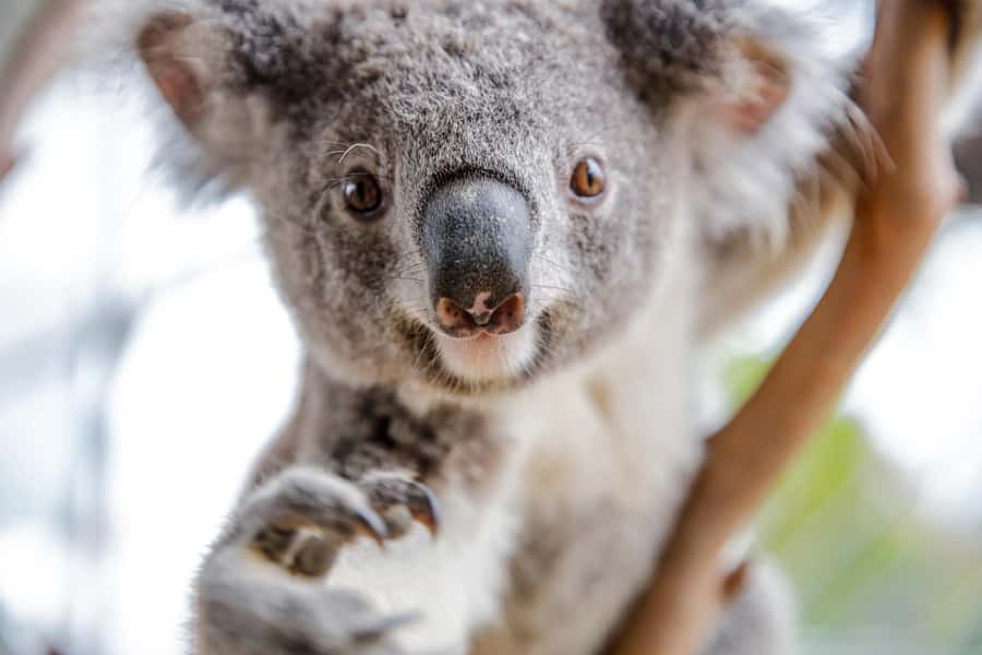 WILD LIFE Sydney Zoo - Key points to know before you go