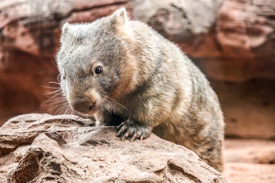 WILD LIFE Sydney Zoo - A compact tour of Australia in Darling Harbour