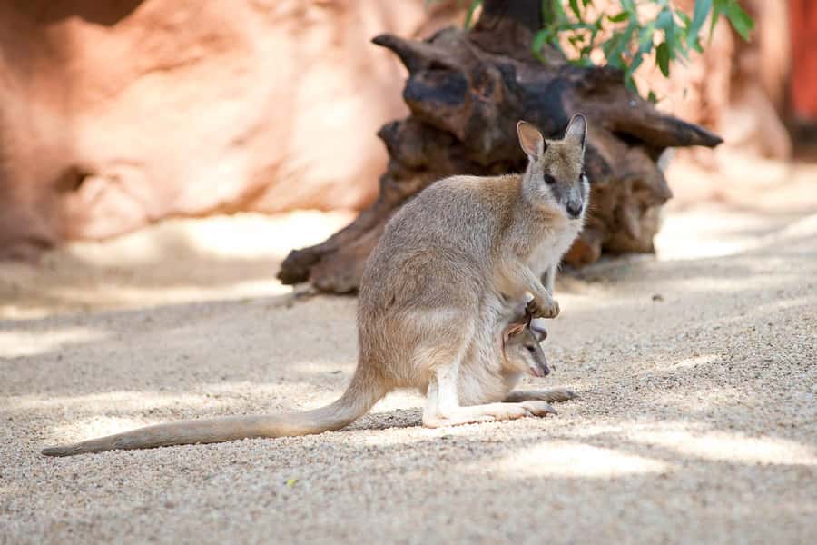 WILD LIFE Sydney Zoo - Wombats, echidnas, and the smaller stars