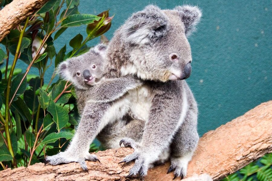 WILD LIFE Sydney Zoo - Keeper talks and how to use your time