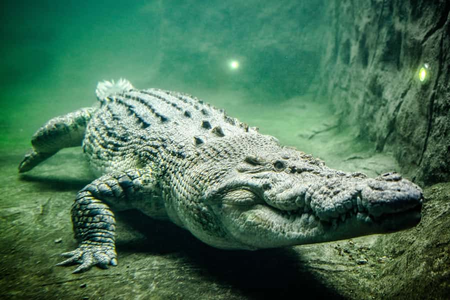 WILD LIFE Sydney Zoo - Is the $27 price good value?