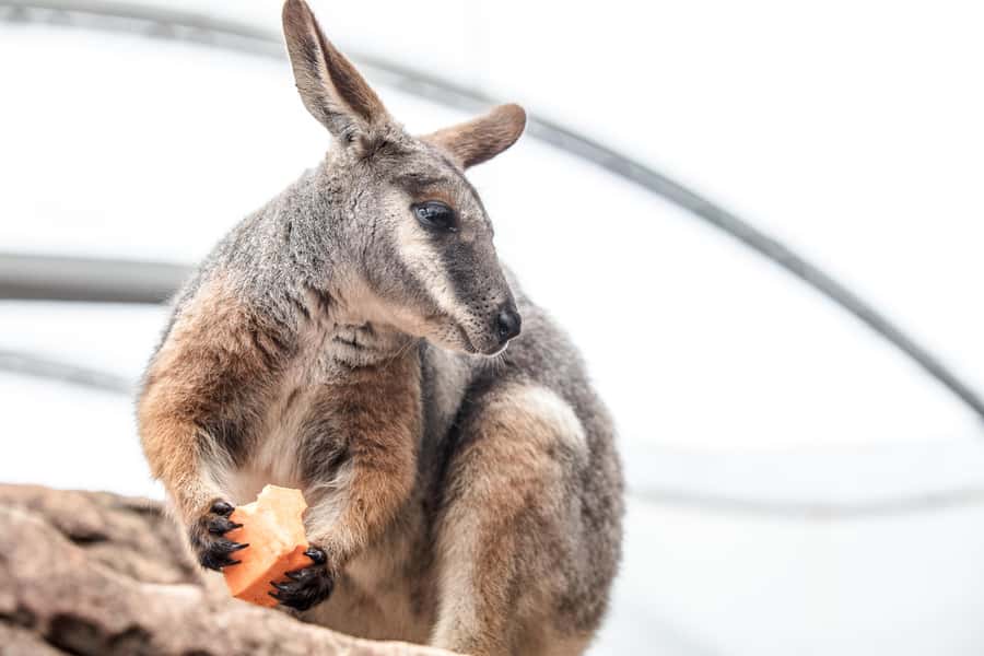WILD LIFE Sydney Zoo - From rainforest to gorge, the habitat route