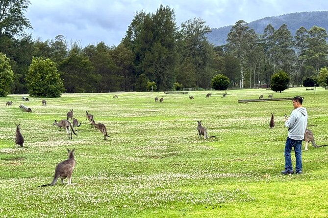 WILD Wombat and Kangaroo Day Tour, All Inclusive - The Southern Highlands is where the tour earns its name