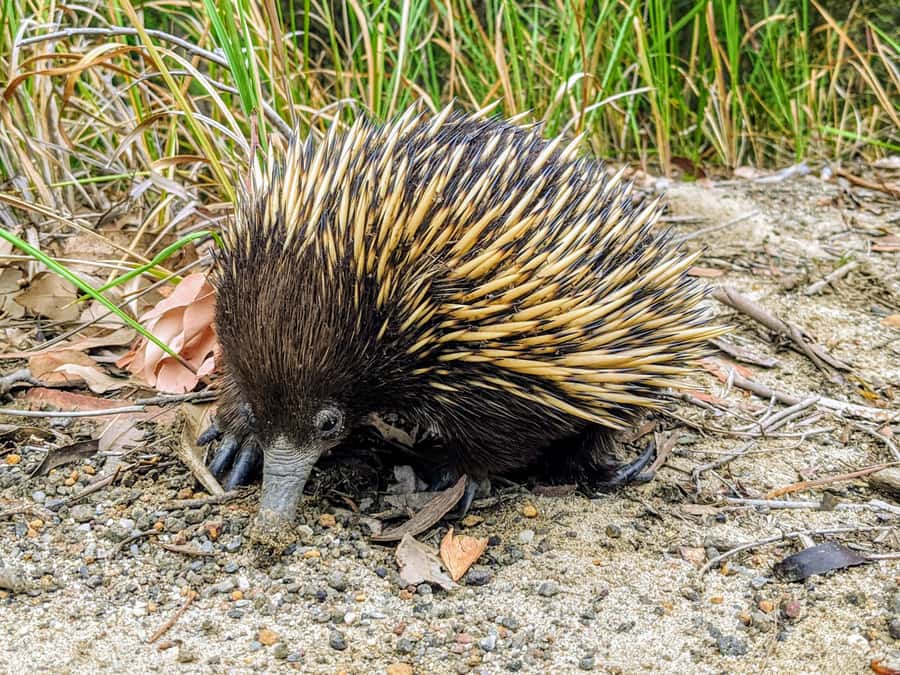 WILD Wombats and Kangaroo Experience, All Inclusive, Sydney - A famous pie stop in Robertson