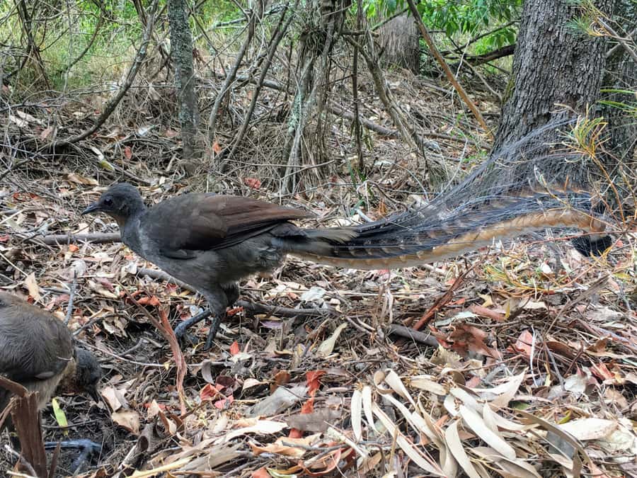 WILD Wombats and Kangaroo Experience, All Inclusive, Sydney - Budderoo National Park and the waterfall walks