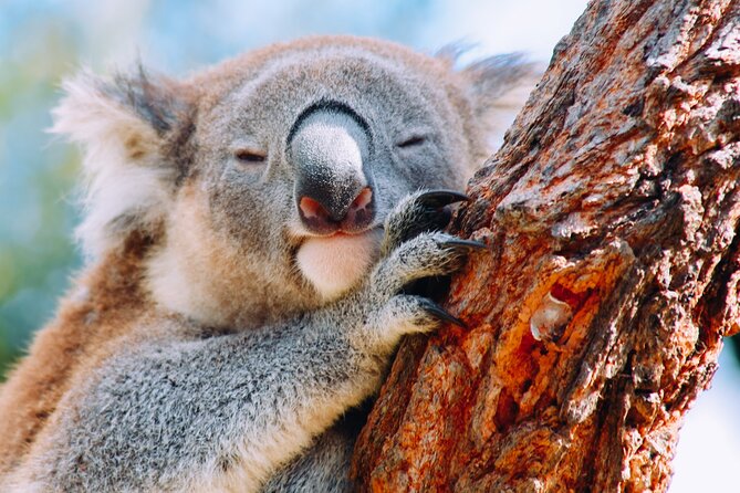 Wildlife, Waterfalls and Wine Day Tour from Sydney - Bald Hill Lookout and the Royal National Park drive