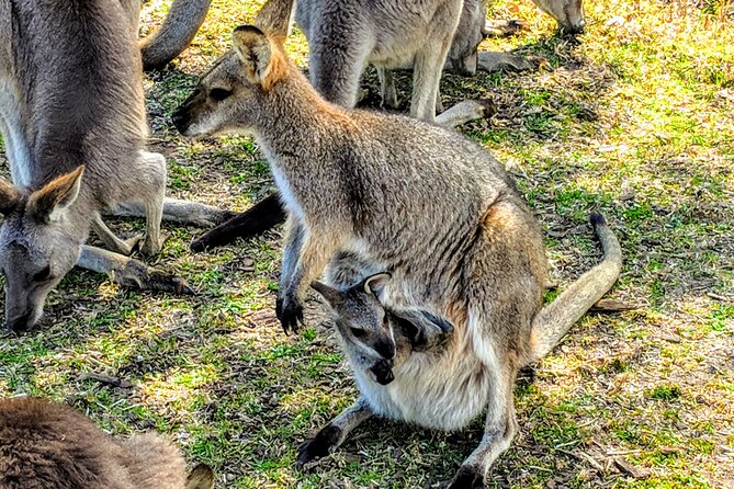 Wildlife, Waterfalls and Wine Day Tour from Sydney - Seaside lunch and a possible swim