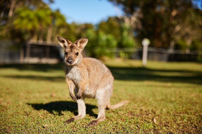 Wildlife, Waterfalls and Wine Day Tour from Sydney - Boutique wine tasting to finish the day