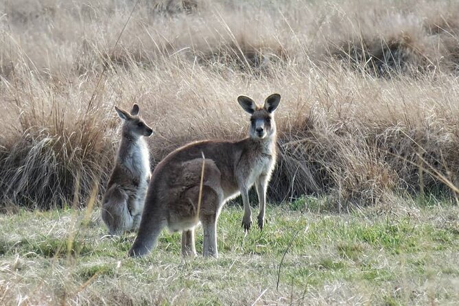 Wombat and Kangaroo Wildlife Tour from Sydney - Carrington Falls takes only a short walk